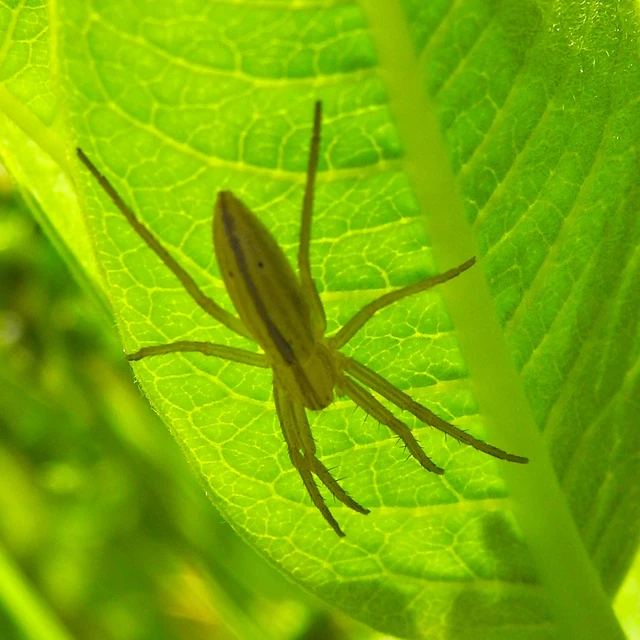Tibellus