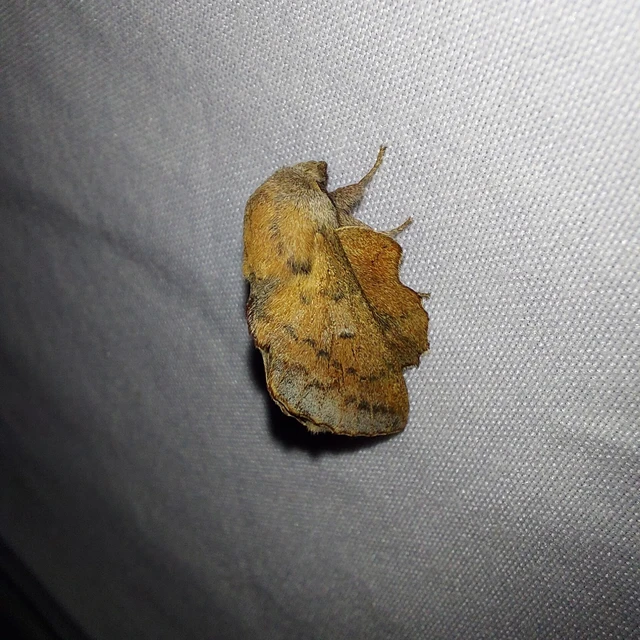 Phyllodesma tremulifolia - nyárlevélpohók