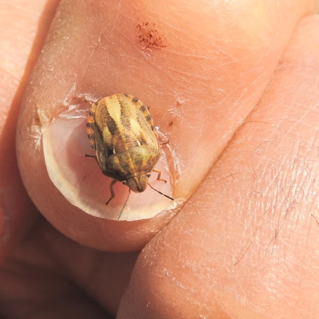 Eurygaster Eurygaster