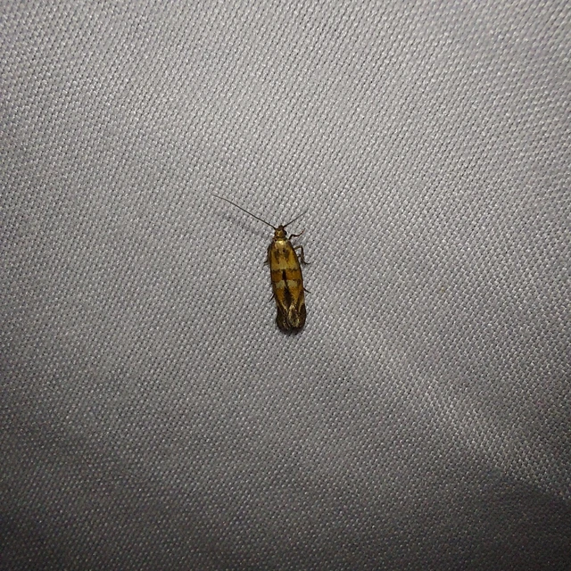 Epermenia pontificella - tarka íveltmoly