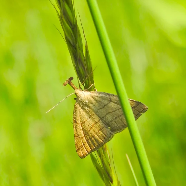 Polypogon tentacularia - sötétaljú karcsúbagoly