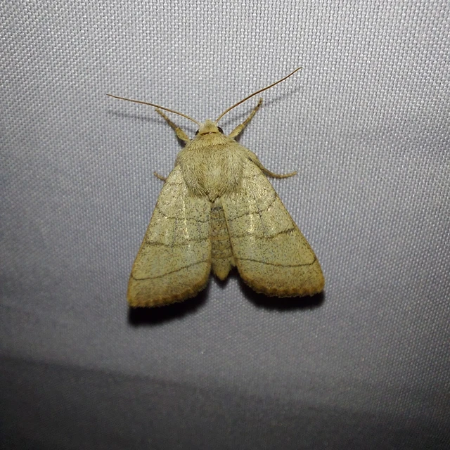 Charanyca trigrammica - háromsávos lombbagoly