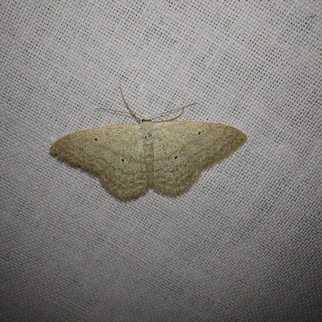 Scopula incanata - hamvas sávosaraszoló