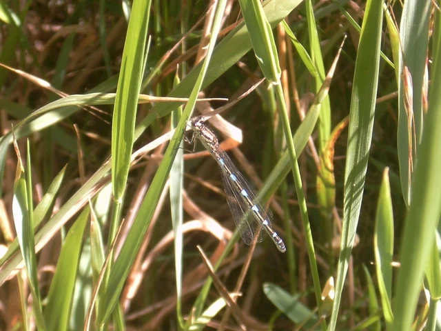 Coenagrion ornatum - díszes légivadász