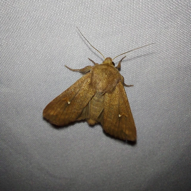 Mythimna albipuncta - fehérpettyes rétibagoly