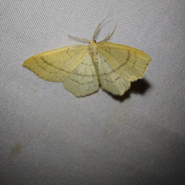 Cyclophora linearia - vonalas pettyesaraszoló