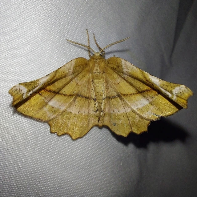 Apeira syringaria - orgona-araszoló