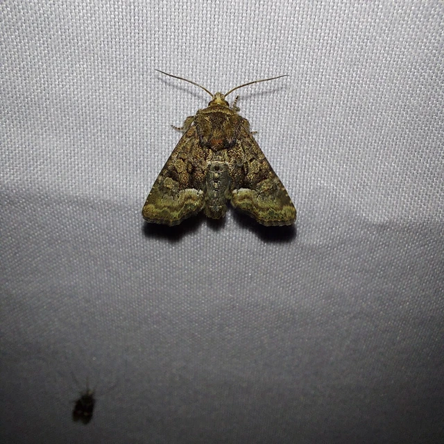 Oligia strigilis/latruncula/versicolor