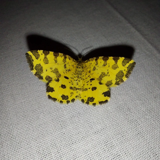 Pseudopanthera macularia - párducfoltos araszoló