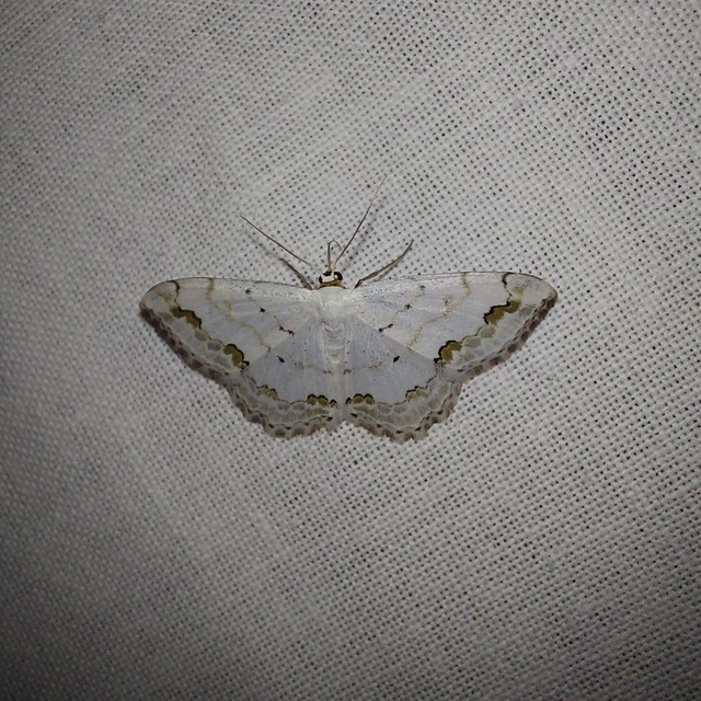 Scopula ornata - díszes fehéraraszoló