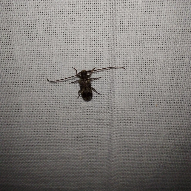 Exocentrus adspersus - tölgyfa-rőzsecincér
