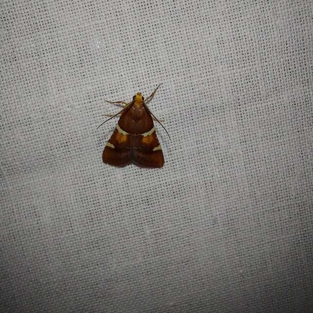 Pyralis regalis - pompás fényilonca