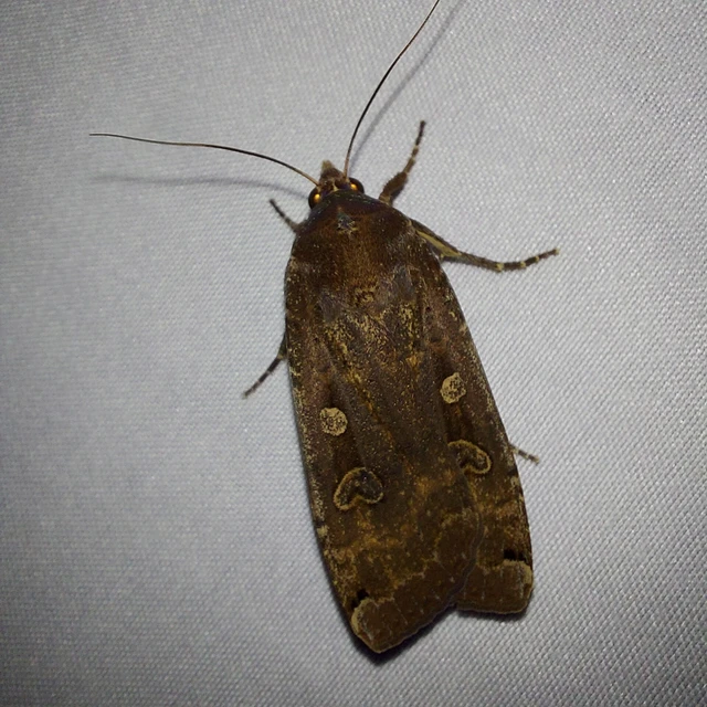 Noctua pronuba - nagy sárgafűbagoly