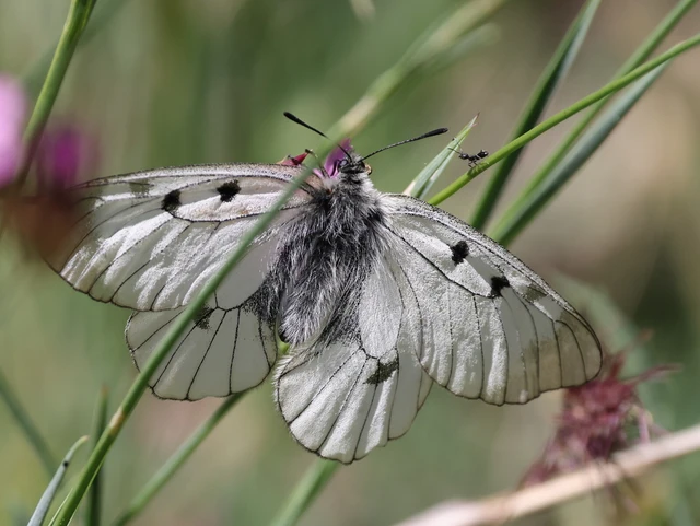 Parnassius mnemosyne - kis apollólepke