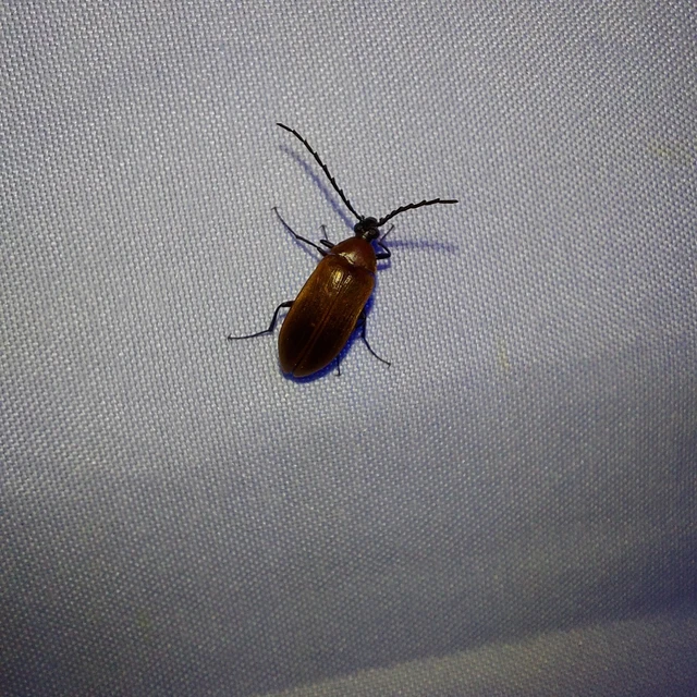 Pseudocistela ceramboides - narancssárga alkonybogár