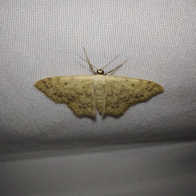 Scopula marginepunctata - pettyes sávosaraszoló