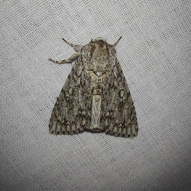 Acronicta aceris - vadgesztenye-szigonyosbagoly