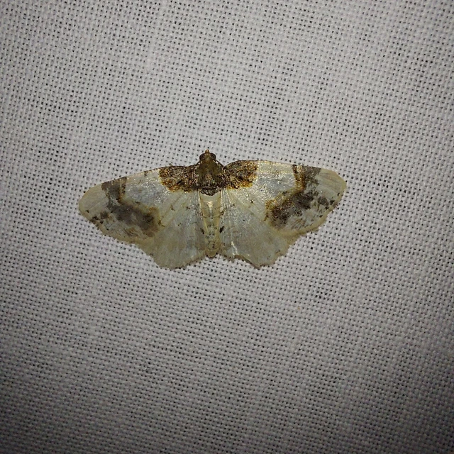 Ligdia adustata - barna levélaraszoló