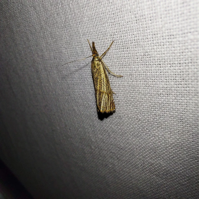 Thisanotia chrysonuchella - tavaszi fűgyökérmoly