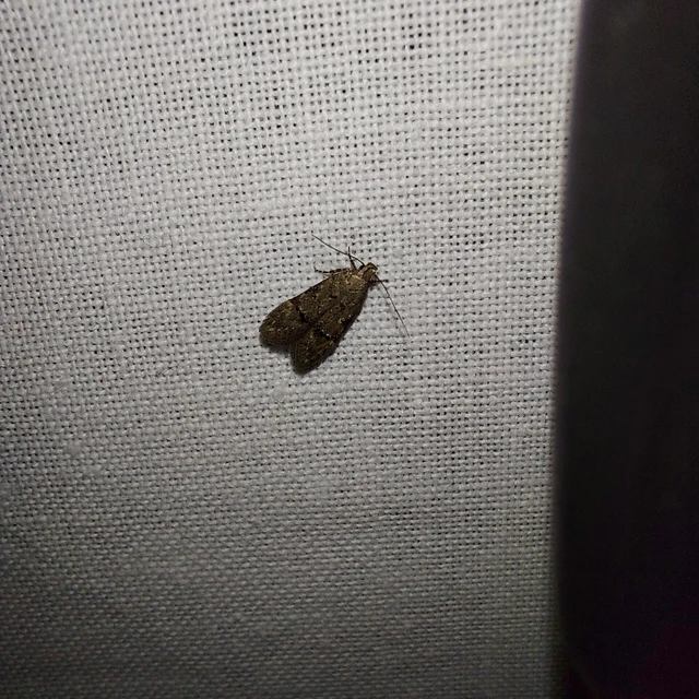Teleiodes vulgella - galagonya-borzasmoly