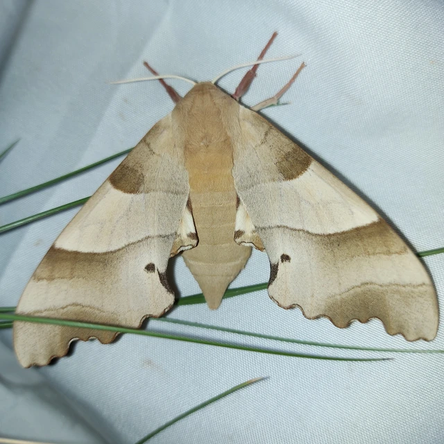 Marumba quercus - tölgyfaszender