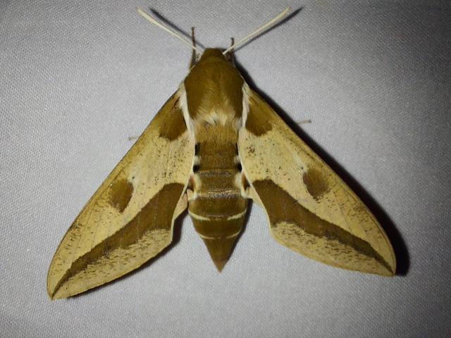 Hyles euphorbiae - kutyatejszender