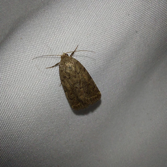 Athetis gluteosa - nyugtalan lápibagoly