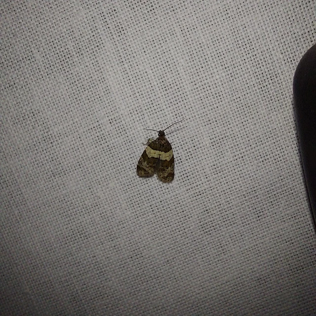 Isotrias hybridana - cifra sodrómoly