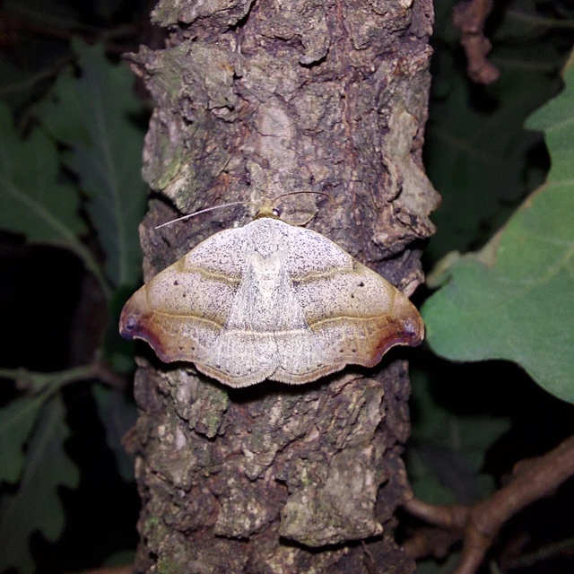 Laspeyria flexula - zuzmóbagoly