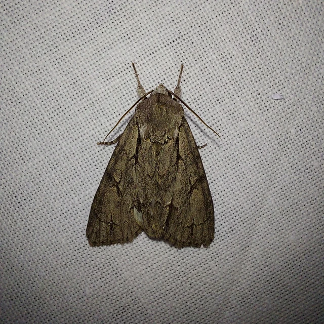 Acronicta cuspis/tridens/psi