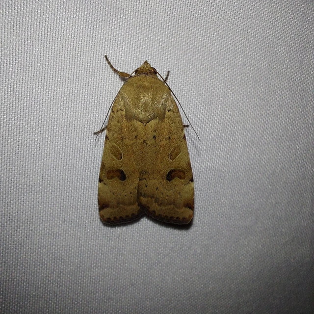 Noctua interposita - köztes sárgafűbagoly