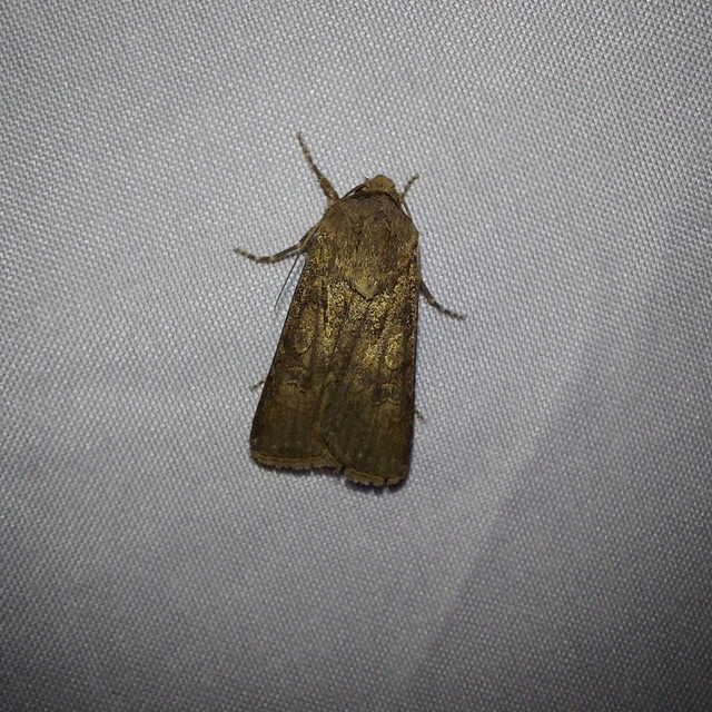 Agrotis segetum - vetési földibagoly