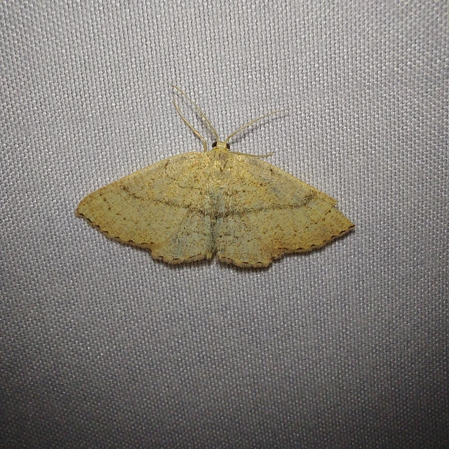 Cyclophora linearia - vonalas pettyesaraszoló