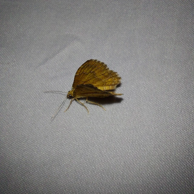 Camptogramma bilineata - kétvonalas sávosaraszoló