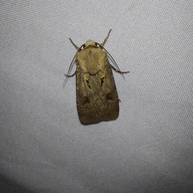 Agrotis exclamationis - felkiáltójeles földibagoly