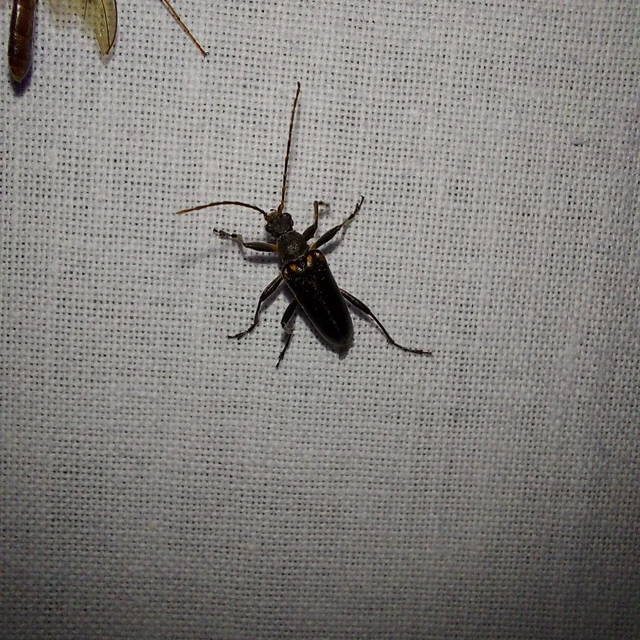 Cortodera humeralis - négyfoltos cserjecincér