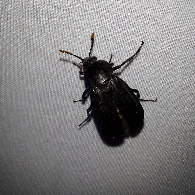 Necrodes littoralis - nagy dögbogár