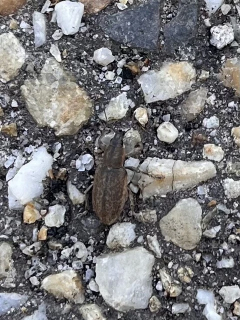 Tanymecus palliatus - közönséges hegyesfarúbarkó