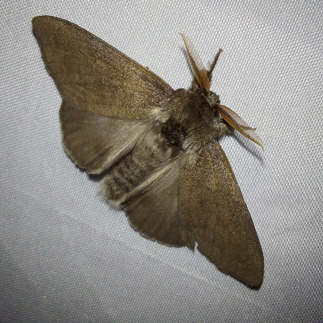 Calliteara pudibunda - hamvasszövő