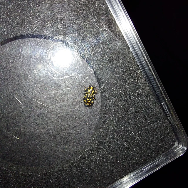 Pachybrachis tesselatus - ragyáshátú tömzsibogár