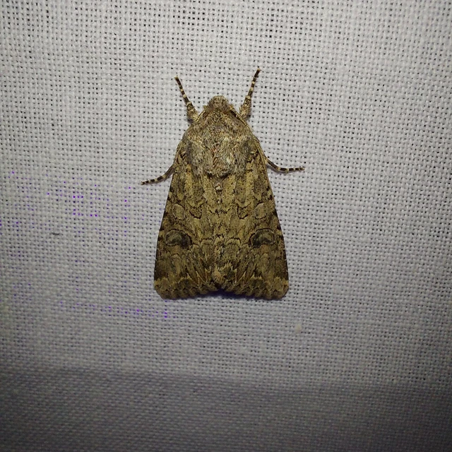 Hadula trifolii - lóherebagoly