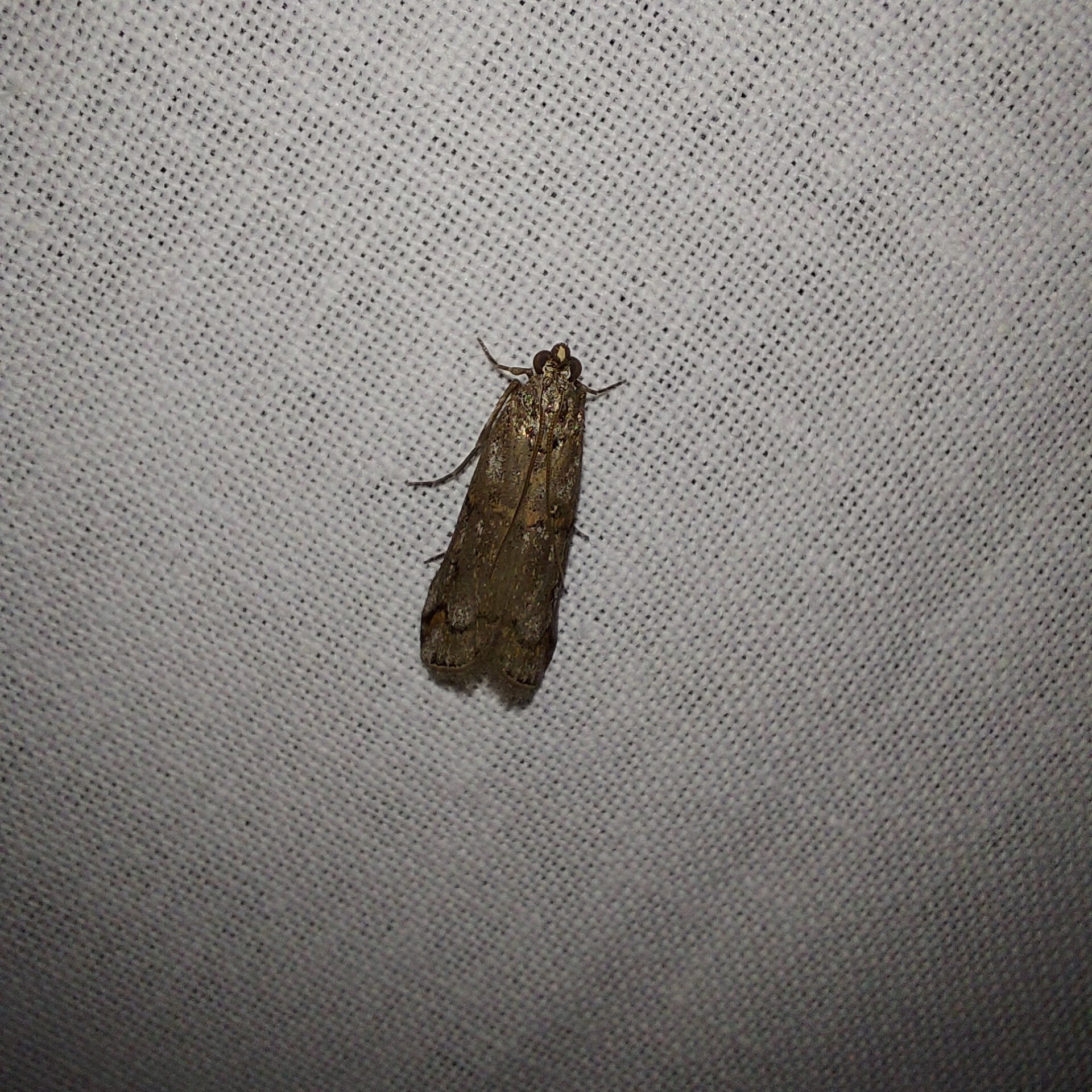Pempelia palumbella - hamvas karcsúmoly