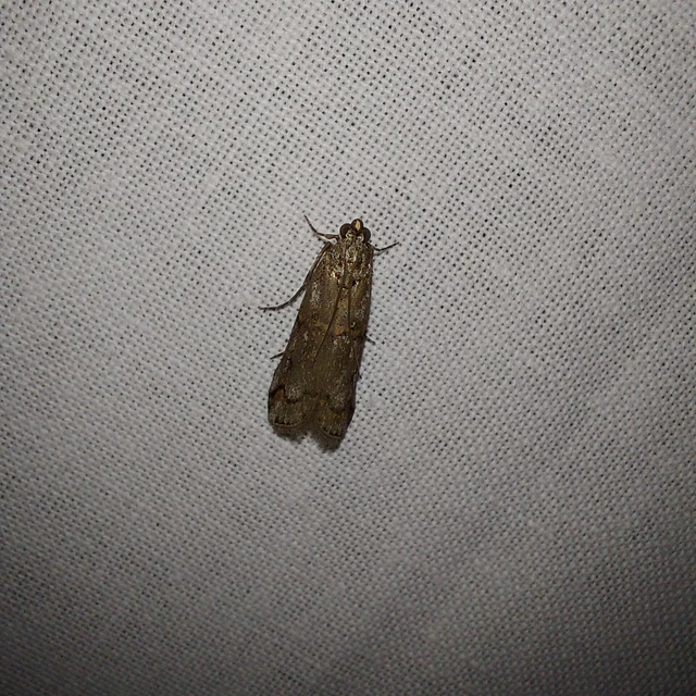 Pempelia palumbella - hamvas karcsúmoly