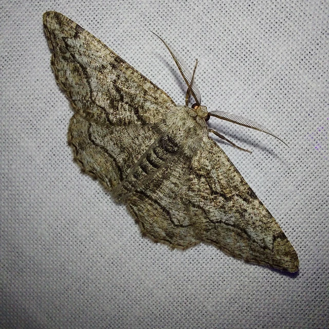 Synopsia sociaria - ürömaraszoló