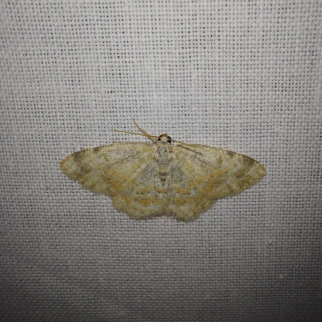 Charissa variegata - tarka sziklaaraszoló