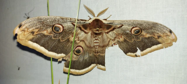 Saturnia pyri - nagy pávaszem