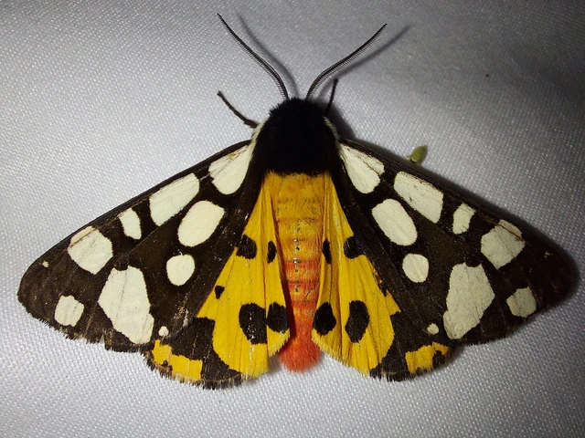 Arctia villica - fekete medvelepke