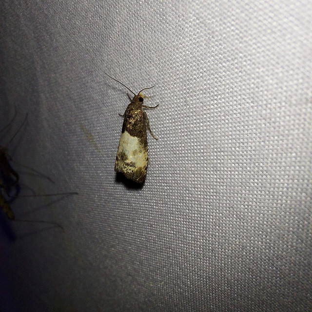 Notocelia cynosbatella - rózsahajtás-tükrösmoly