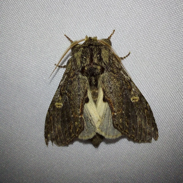 Peridea anceps - füstös púposszövő