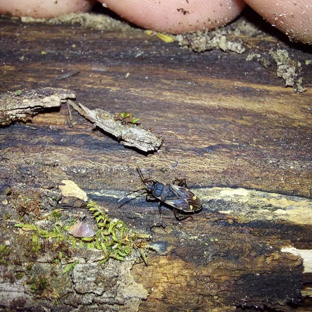 Eremocoris podagricus - gyakori avarbodobács